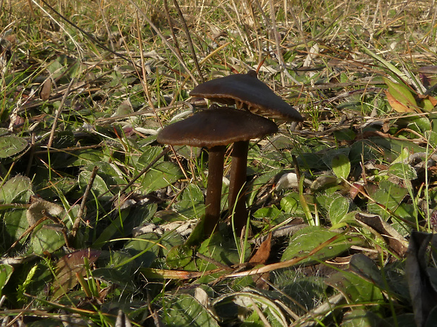 hodvábnica hodvábna ? Entoloma sericeum Quél.