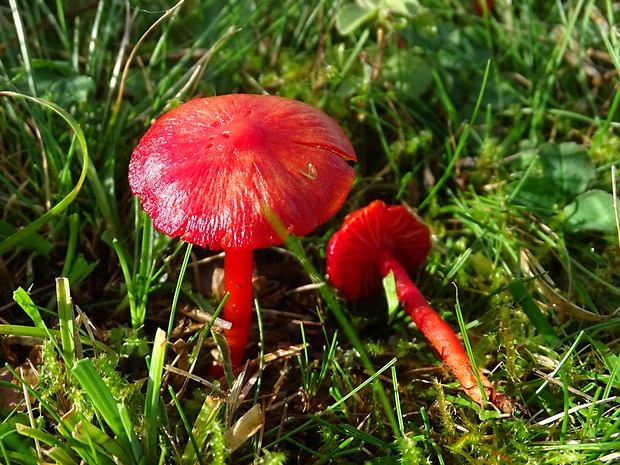 lúčnica krvavá Hygrocybe miniata (Fr.) P. Kumm.