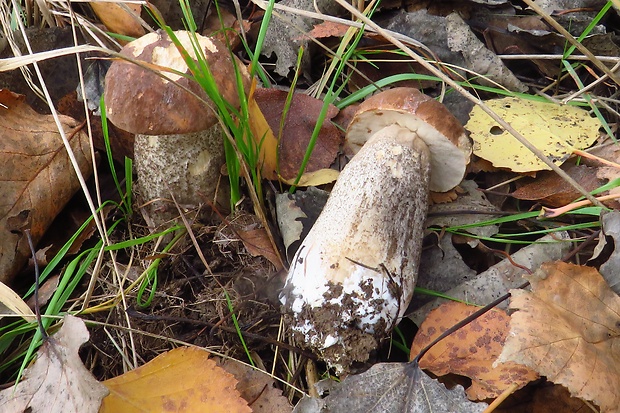 kozák brezový Leccinum scabrum (Bull.) Gray