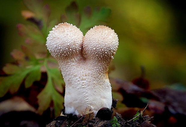 prášnica bradavičnatá Lycoperdon perlatum Pers.