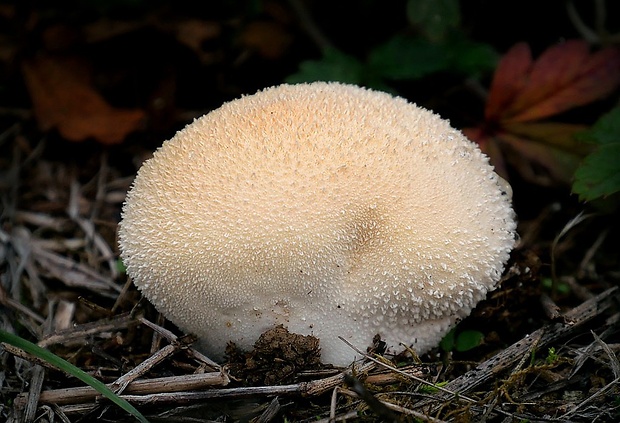 prášnica Lycoperdon pratense Schumach.