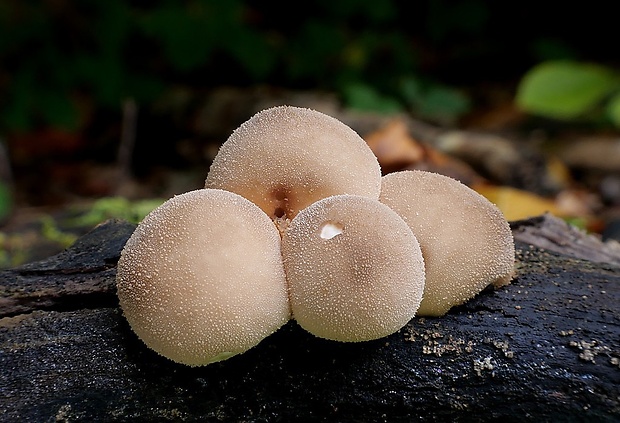 prášnica hruškovitá Lycoperdon pyriforme Schaeff.