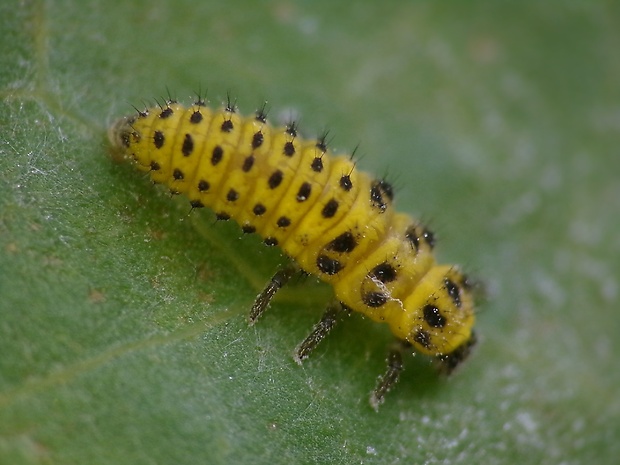 lienka múčnatá Psyllobora vigintiduopunctata