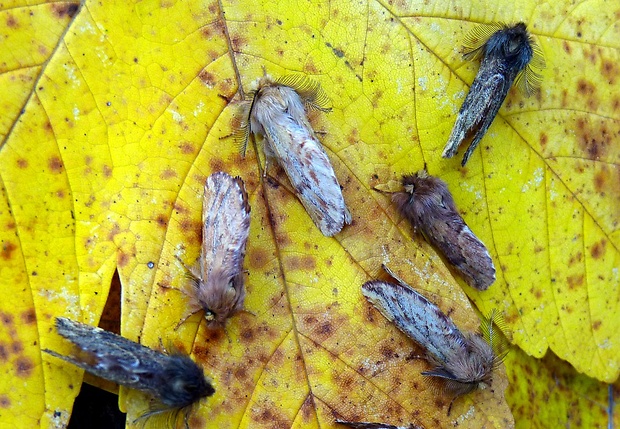 chochlatka javorová Ptilophora plumigera