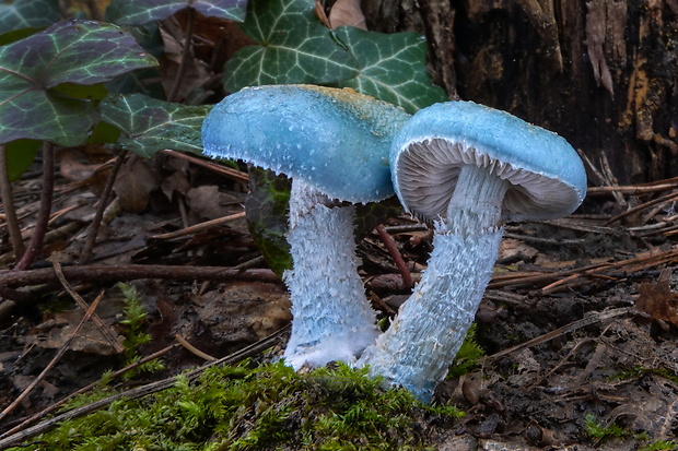 golierovka zelenkastá Stropharia aeruginosa (Curtis) Quél.