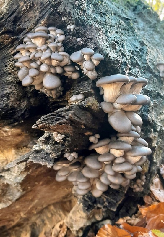 hliva ustricovitá Pleurotus ostreatus (Jacq.) P. Kumm.