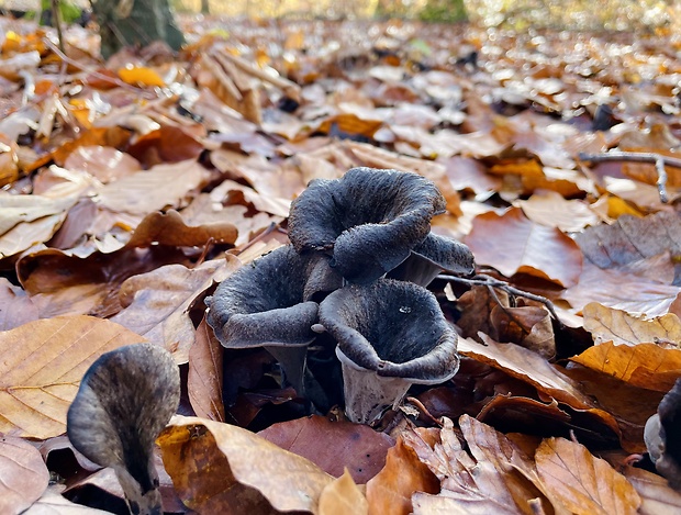 lievik trúbkovitý Craterellus cornucopioides (L.) Pers.