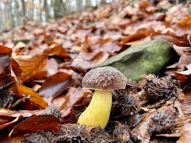 suchohríbnik zamatový Xerocomellus pruinatus (Fr. & Hök) Šutara