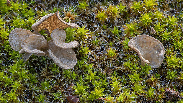 rebrovička lopatkovitá Arrhenia spathulata (Fr.) Redhead