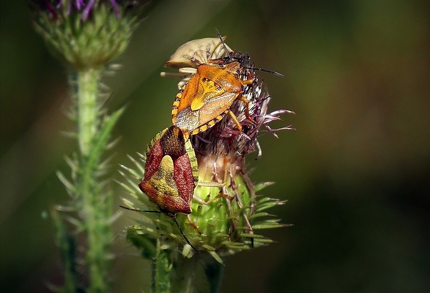 bzdocha menivá (sk) / kněžice měnlivá (cz) Carpocoris pudicus (Poda, 1761)