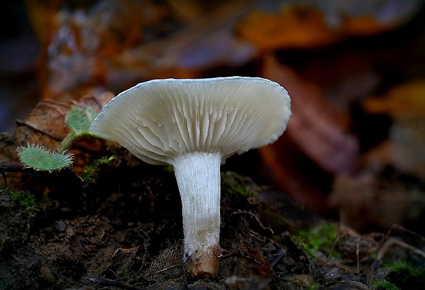 strmuľka anízová Clitocybe odora (Bull.) P. Kumm.