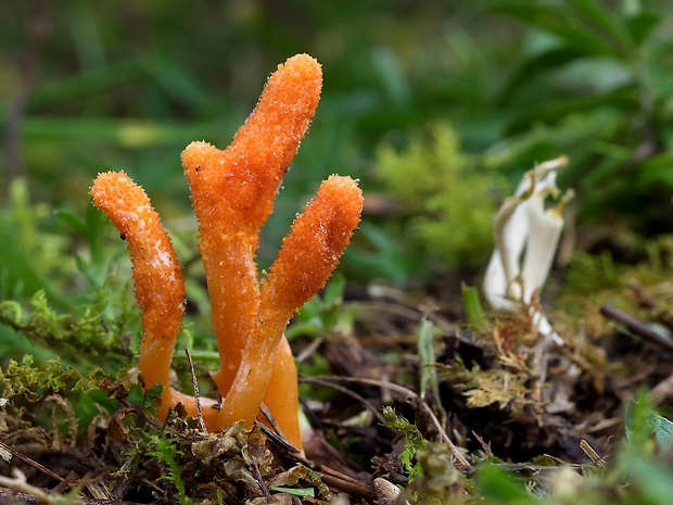 žezlovka hmyzová Cordyceps militaris (Fr.) Link