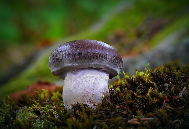 pavučinovec Cortinarius sp.