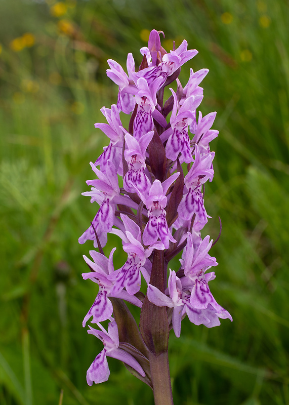 vstavačovec májový pravý Dactylorhiza majalis subsp. majalis (Reincherb.) Hunt & Summerh.