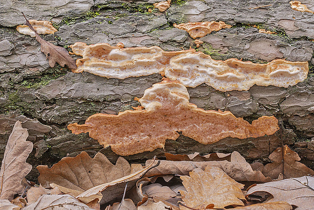 trúdnikovník borovicový Dichomitus squalens (P. Karst.) D.A. Reid