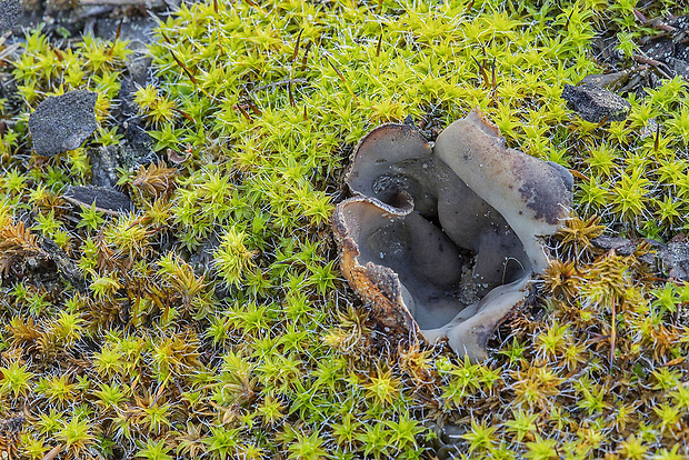 hrobnička Geopora sp.