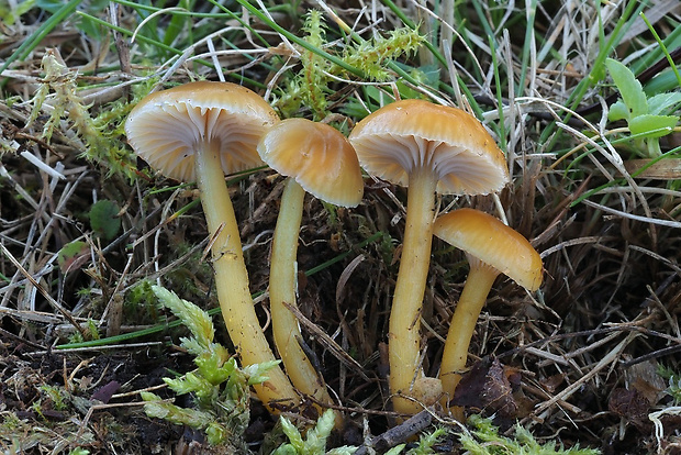 lúčnica sliznatá Gliophorus laetus (Pers.) P. Kumm.