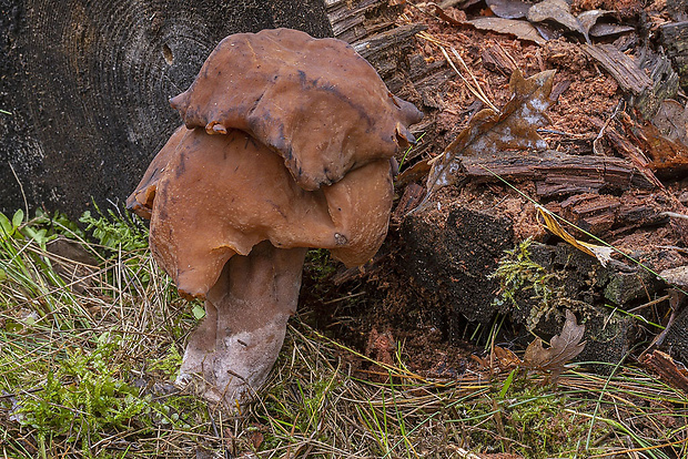 ušiak mitrovitý Gyromitra infula (Schaeff.) Quél.