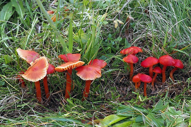 lúčnica šarlátová Hygrocybe coccinea (Schaeff.) P. Kumm.