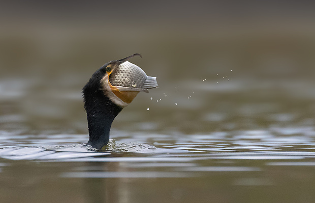 kormorán veľký Phalacrocorax carbo