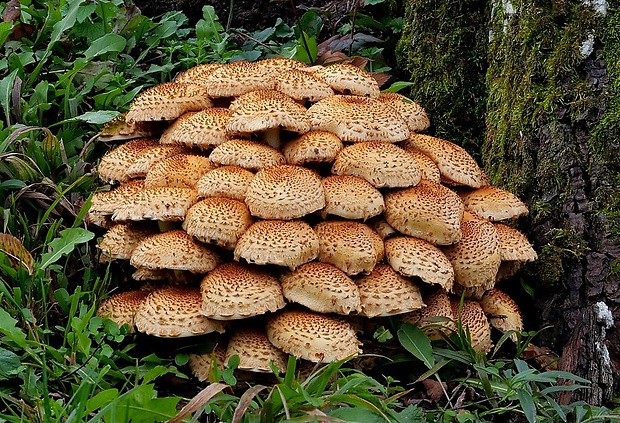 šupinovka šupinatá Pholiota squarrosa (Vahl) P. Kumm.