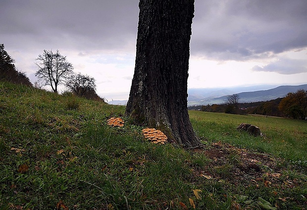 šupinovka šupinatá - biotop Pholiota squarrosa (Vahl) P. Kumm.