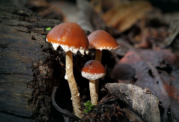 holohlavec vločkatý Psilocybe crobula (Fr.) Singer