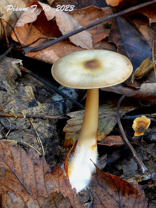 peniazovka maslová Rhodocollybia butyracea (Bull.) Lennox