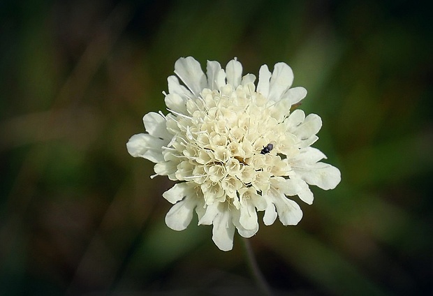 hlaváč žltkastý Scabiosa ochroleuca L.