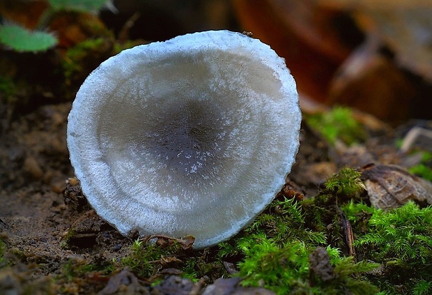 strmuľka anízová Clitocybe odora (Bull.) P. Kumm.