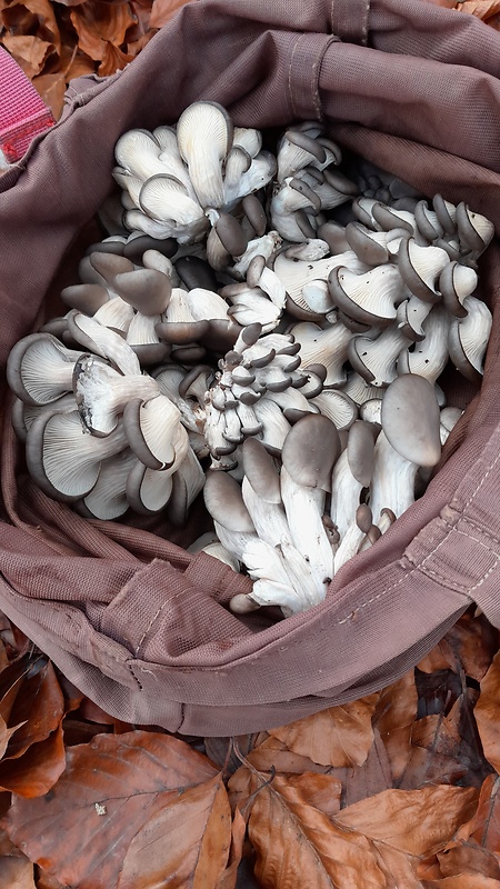 hliva ustricovitá Pleurotus ostreatus (Jacq.) P. Kumm.