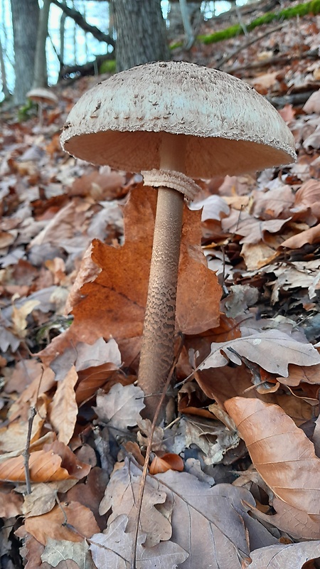 bedľa vysoká Macrolepiota procera (Scop.) Singer