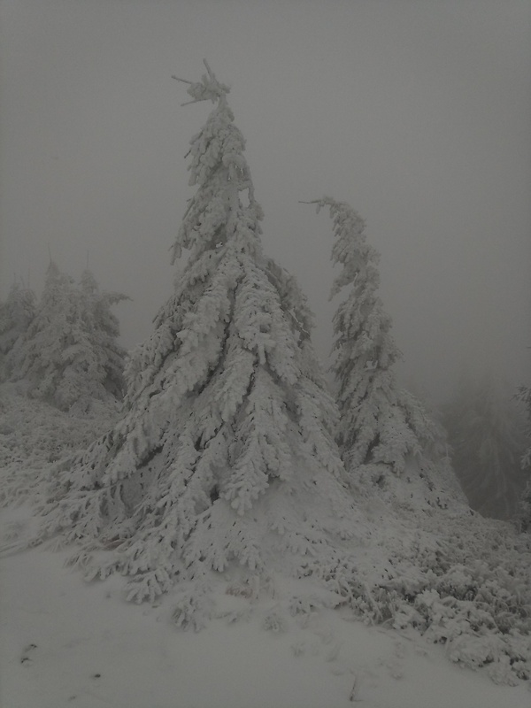 Pod vrcholom Minčol 1364 m.n.m. - zimná krása