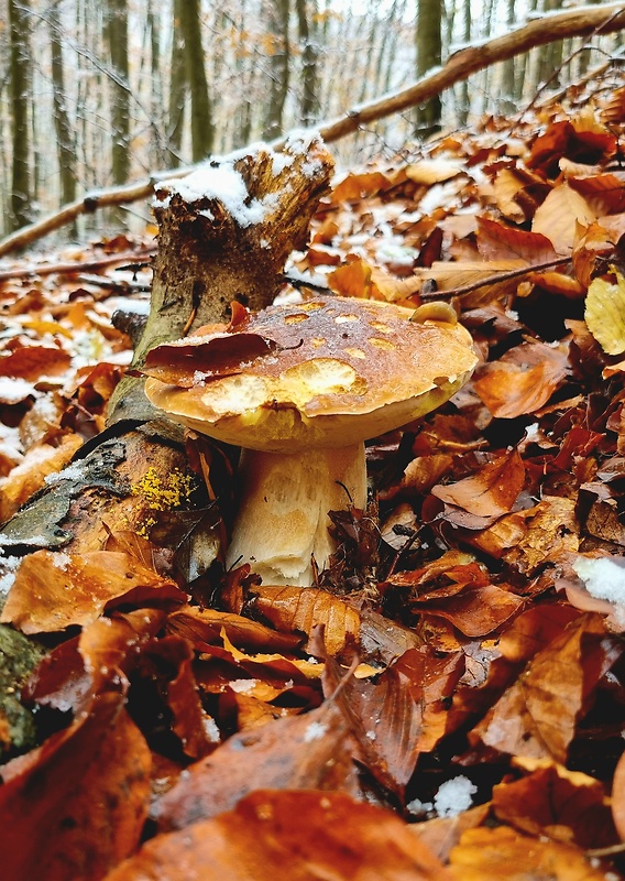 hríb smrekový Boletus edulis Bull.