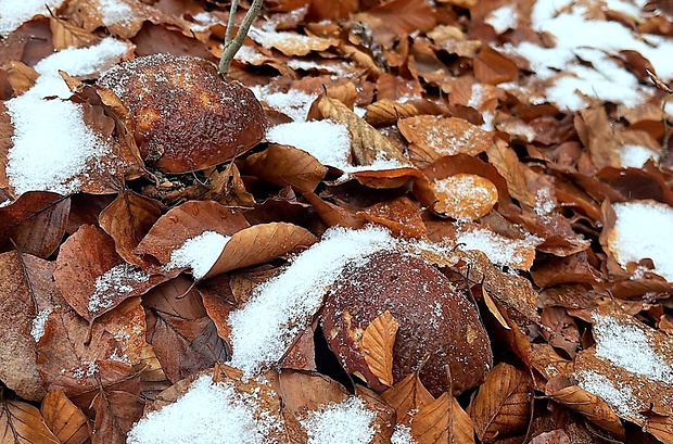 hríb sosnový Boletus pinophilus Pil. et Dermek in Pil.