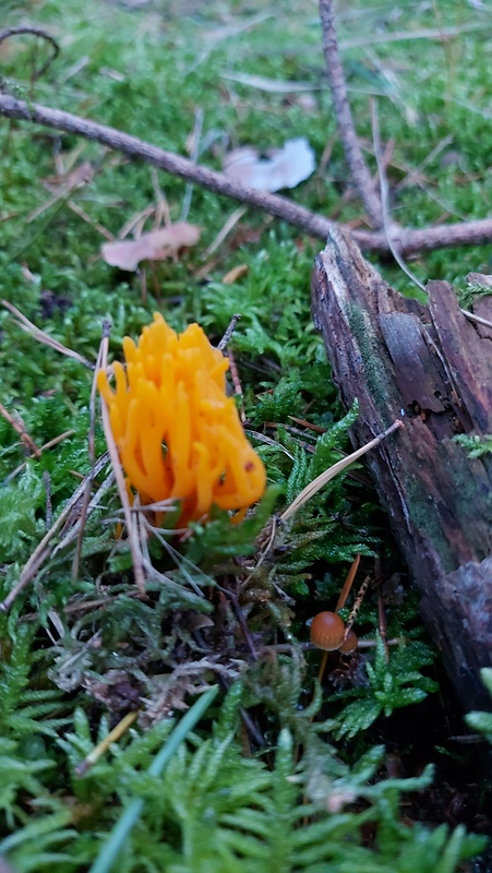 parôžkovec lepkavý Calocera viscosa (Pers.) Fr.