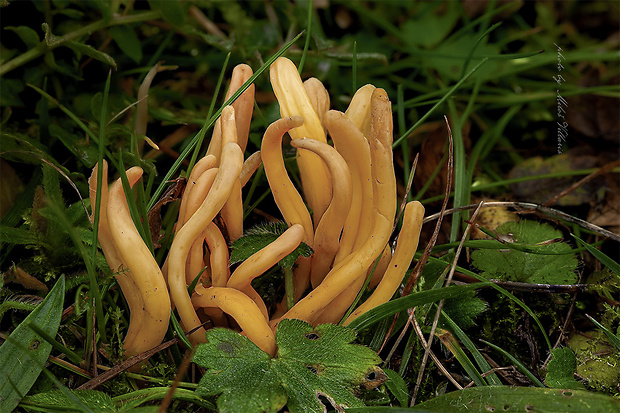 kyjačik Clavaria cf. argillacea Pers.