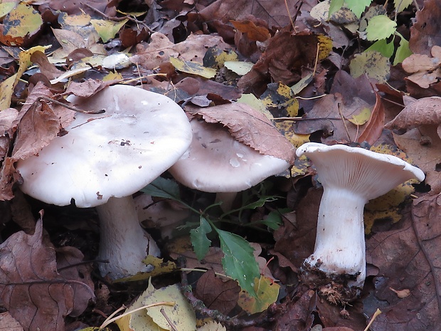 strmuľka inovaťová Clitocybe nebularis (Batsch) P. Kumm.