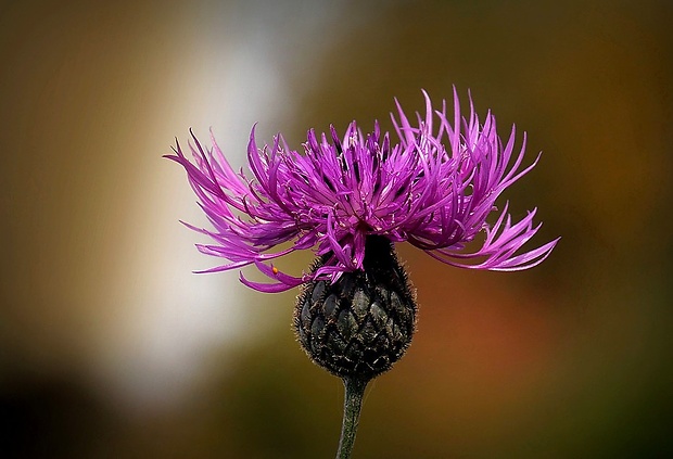 nevädzník hlaváčovitý Colymbada scabiosa (L.) Holub