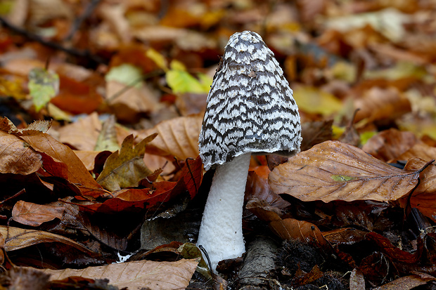 hnojník strakatý Coprinopsis picacea (Bull.) Redhead, Vilgalys & Moncalvo