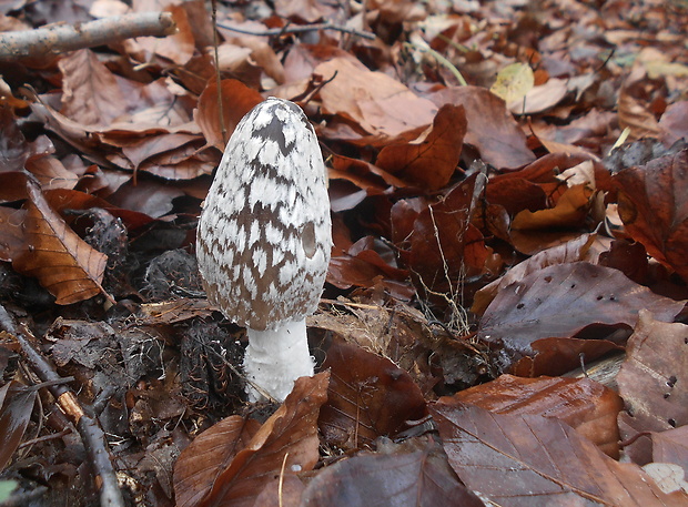 hnojník strakatý Coprinopsis picacea (Bull.) Redhead, Vilgalys & Moncalvo