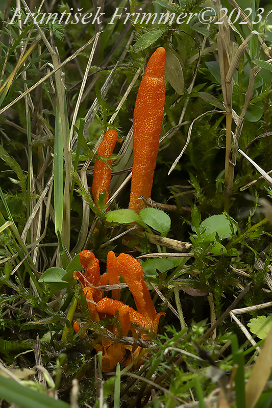 žezlovka hmyzová Cordyceps militaris (Fr.) Link