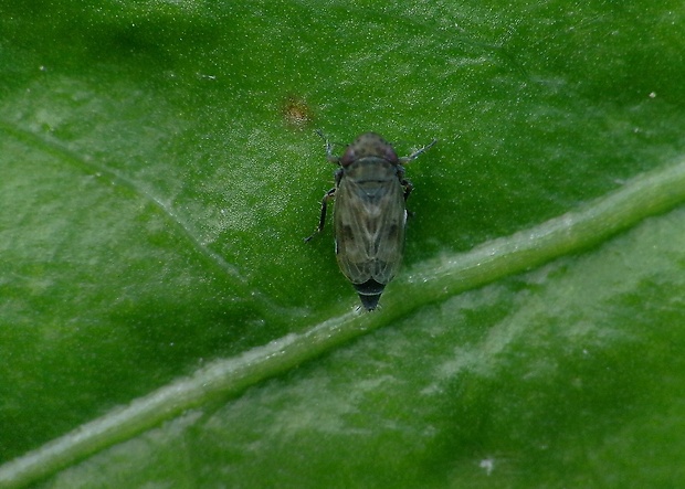 cikádka Deltocephalus pulicaris (Fallén, 1806)