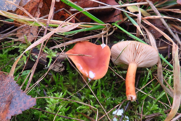 rýdzik matný Lactarius tabidus Fr.