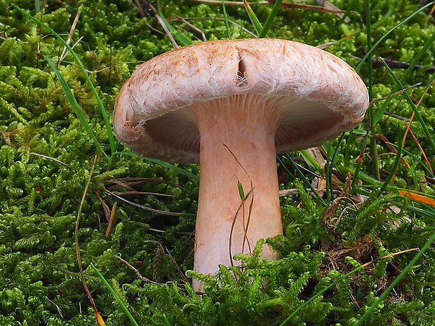 rýdzik kravský Lactarius torminosus (Schaeff.) Gray