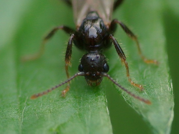 mravec obyčajný  Lasius niger (Linnaeus, 1758)