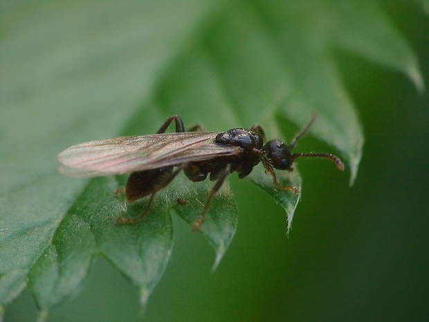 mravec obyčajný ♀ Lasius niger (Linnaeus, 1758)