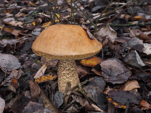 kozák osikový Leccinum albostipitatum den Bakker & Noordel.