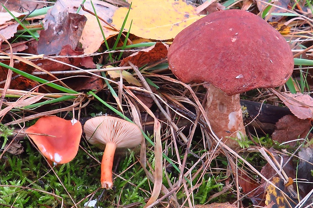 kozák dubový Leccinum aurantiacum (Bull.) Gray