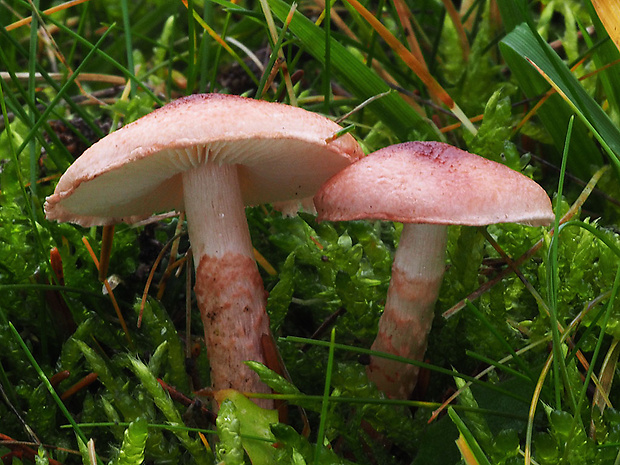 bedlička ružovkastá Lepiota subincarnata J.E. Lange